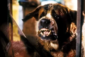 4 películas donde los perros son criaturas terroríficas